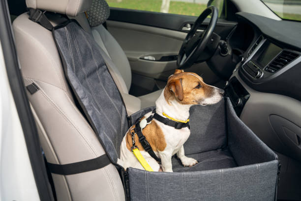 dog in booster dog car seat