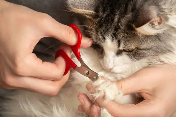 cat nail clip