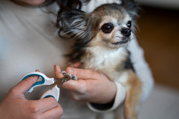 dog nail clipper