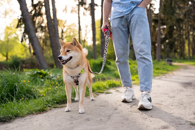 dog no-pull harness