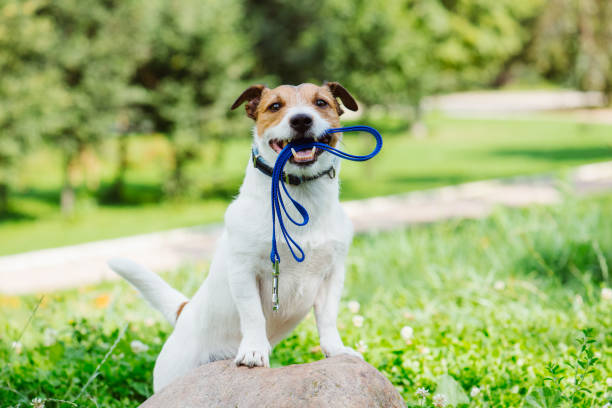 dog-tie-out-for-work-dog.