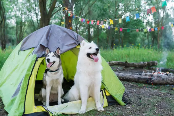 camp with dogs-dpg tent australia