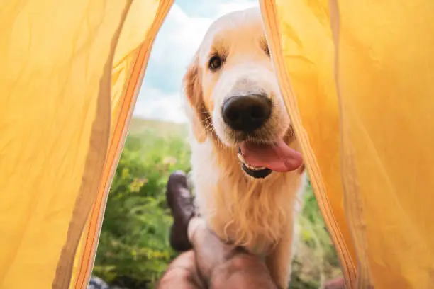 camp with dogs australia