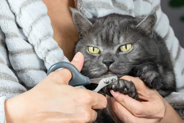 cat nail clipper australia