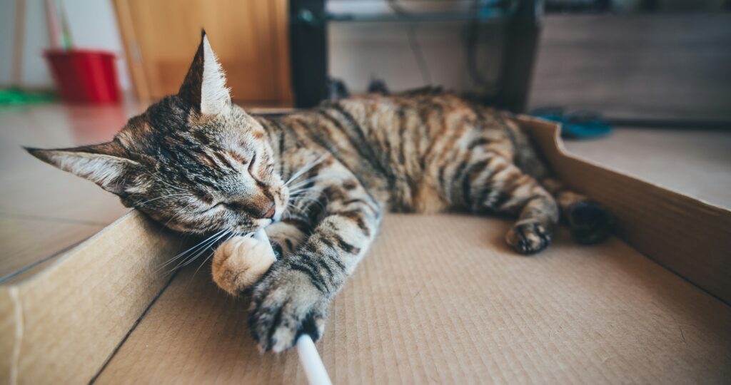 cat sleeping australia