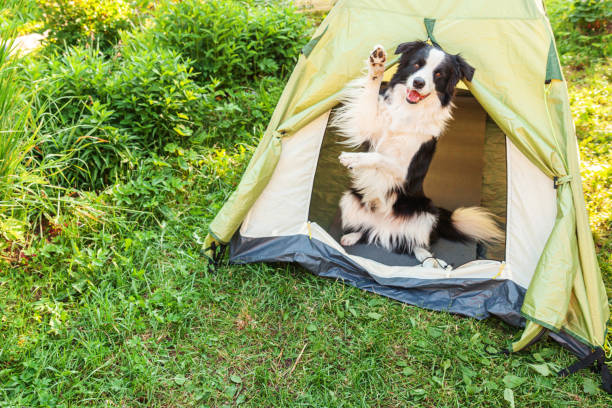 dogs tent-camp with dog australia