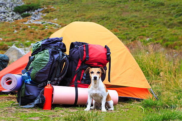 guide to camp with dog Australia