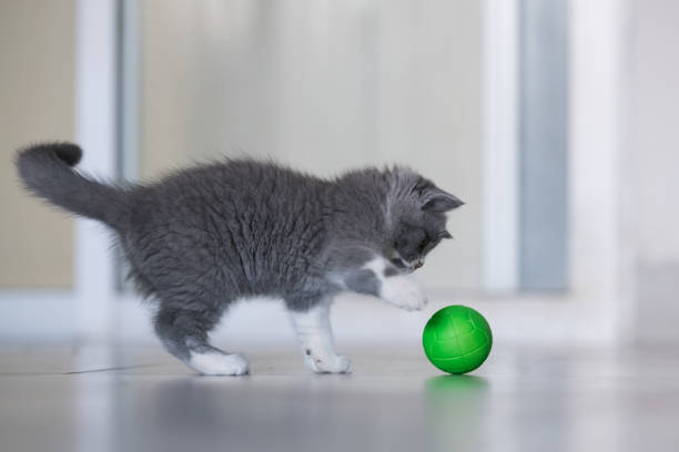 cat ball toys