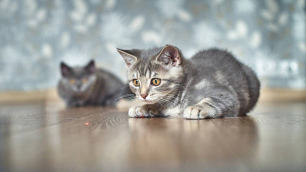 cat toys laser pointer toy