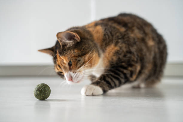 catnip cat toys