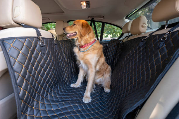 dog in back car seat cover