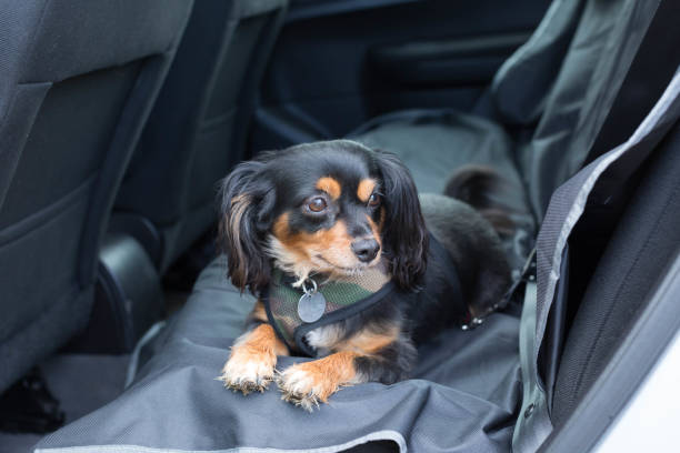 small dog on dog car seat cover