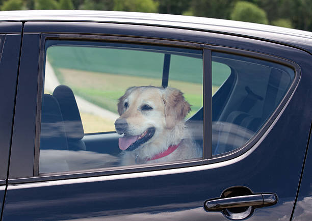 dog in back car seat