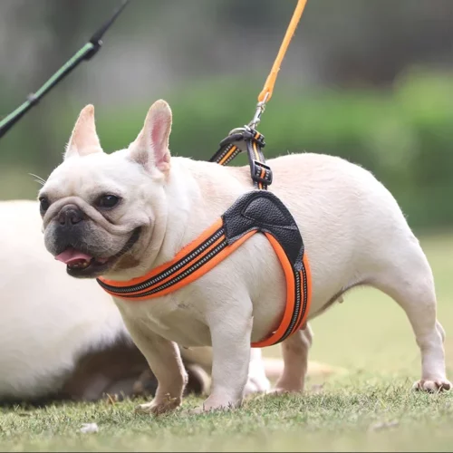 Dog Harnesses