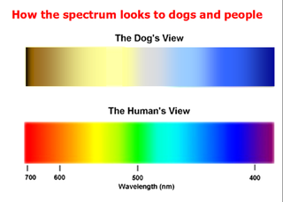 dog colours